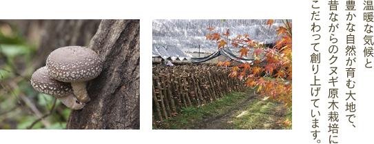 温暖な気候と豊かな自然が育む大地で、昔ながらのクヌギ原木栽培にこだわって創り上げています。